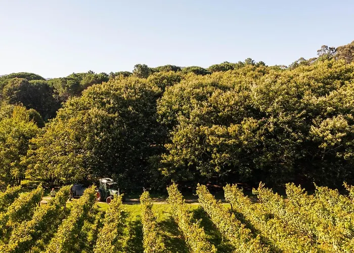 Wine Tourism - Quinta Do Ameal Landhuis *
