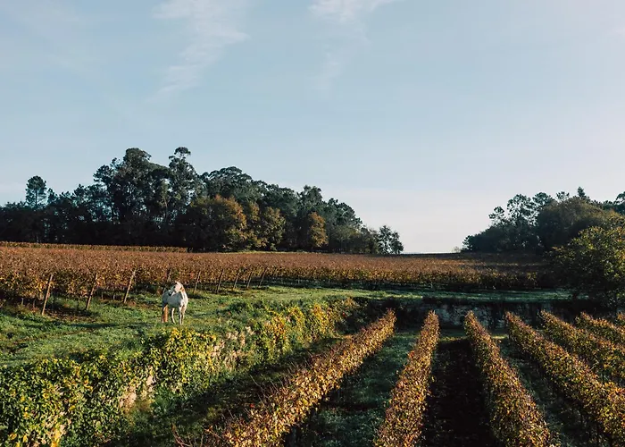 Wine Tourism - Quinta Do Ameal *